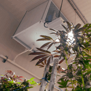 grow room dehumidification